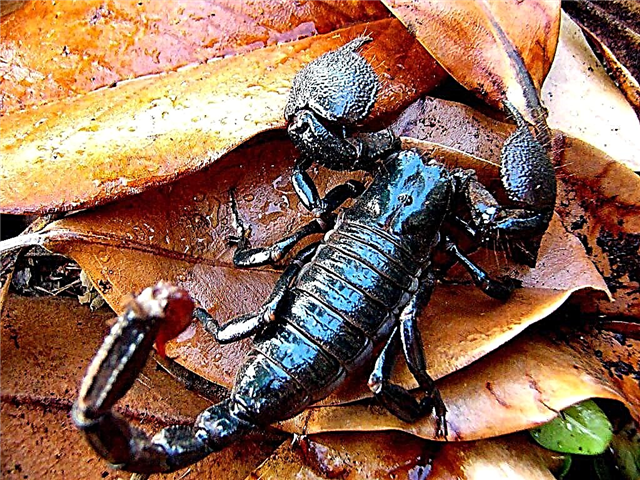 Scorpion Imperial: whakaahua o te kararehe paitini