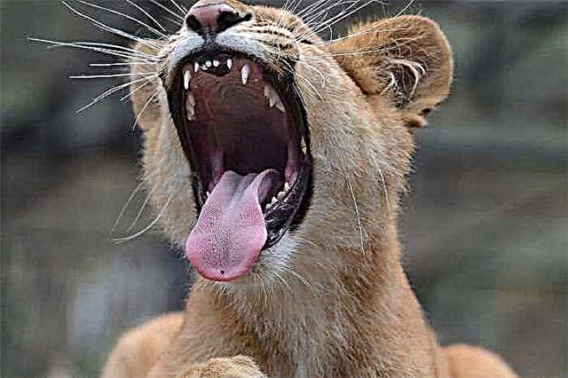 سراتوف علاقے کے ایک نوعمر نوجوان پر شیر نے حملہ کیا