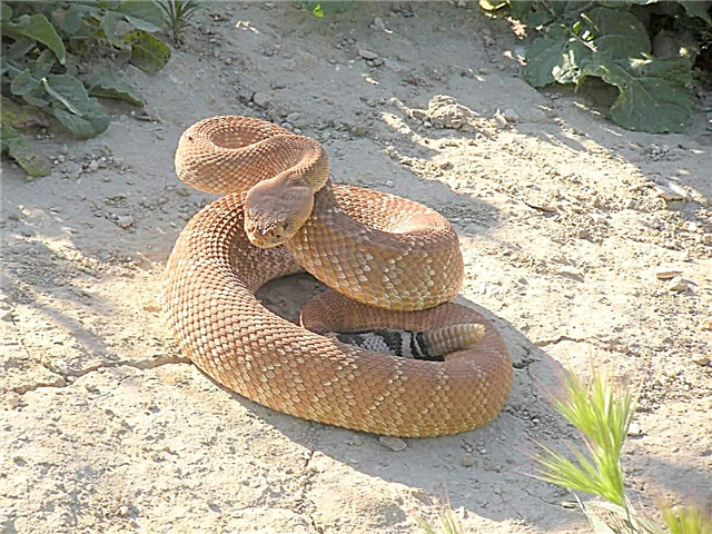 წითელი rattlesnake - საშიში შხამიანი გველი: ფოტო