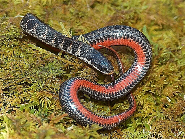 کیرلینڈ کا سانپ۔ امریکہ سے رینگنے والا جانور: فوٹو