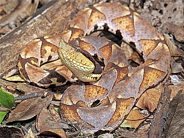 Кинеска змија - змија змија фотографија