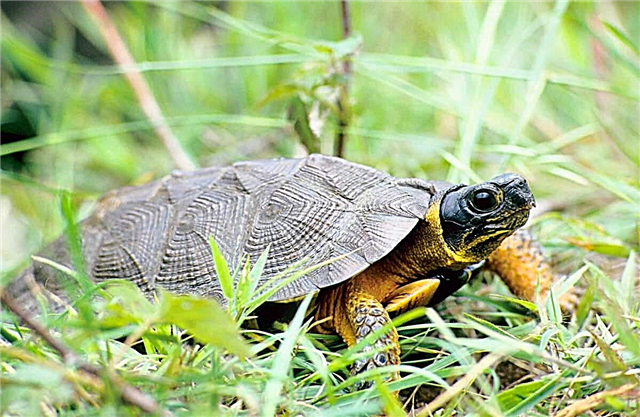 Breshka e drurit është një kafshë e rrallë