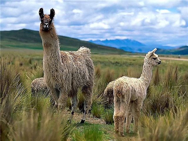 Llama e kafshëve: foto, përshkrim, të gjitha informacionet