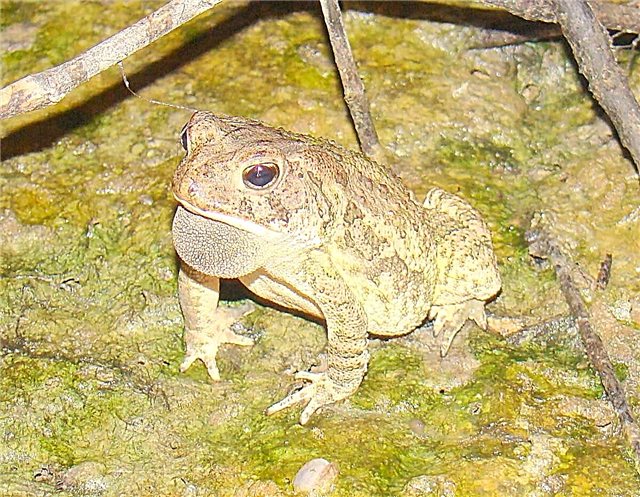 Fowler's toad: ata o le amphibian