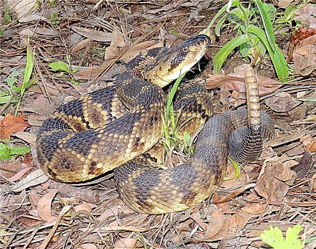 Gjarpëri me bishtin e zi - antidoti për njerëzit