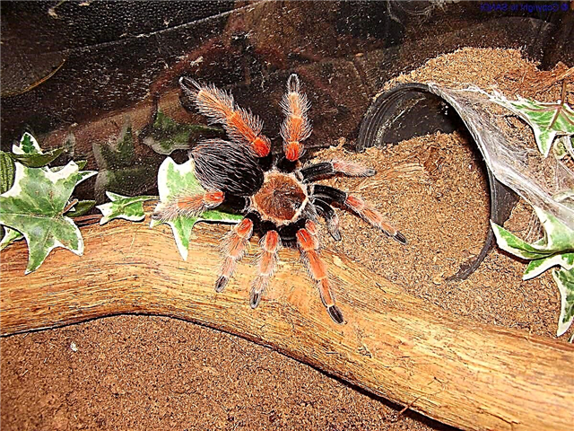 Brachipelma Boehme - armiarma tarantula: informazio guztia