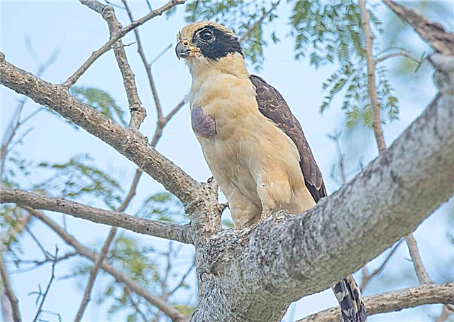 Falcon - gull: fọto eye, apejuwe