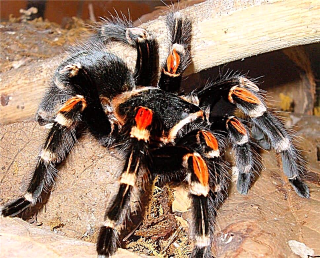 Мексикийн улаан өвдөгний тарантула - ер бусын аалз