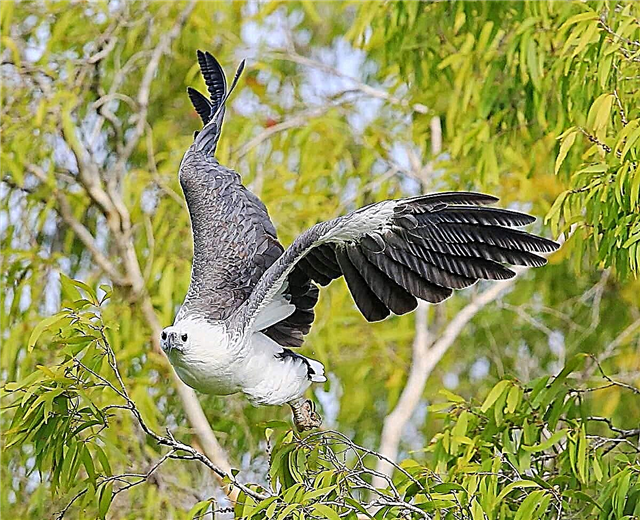 Орел со бел стомак - птица од Австралија: слика