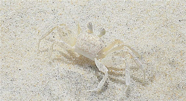 Crab ea Ghost, aka Ocypode quadrata: tlhaloso ea mofuta