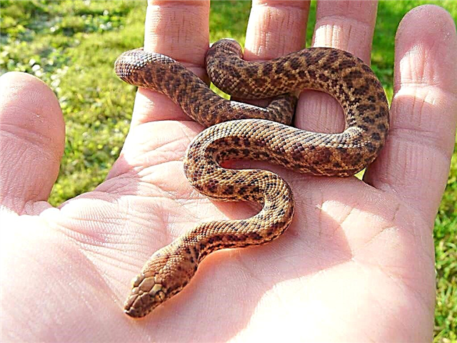 Dwarf Python Australiae: Habitat, photos