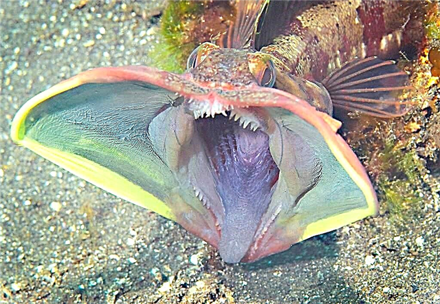 Pas morske štuke - fotografija neobične agresorske ribe