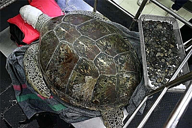 Hirurzi su iz želuca kornjače izvadili pet kilograma novčića