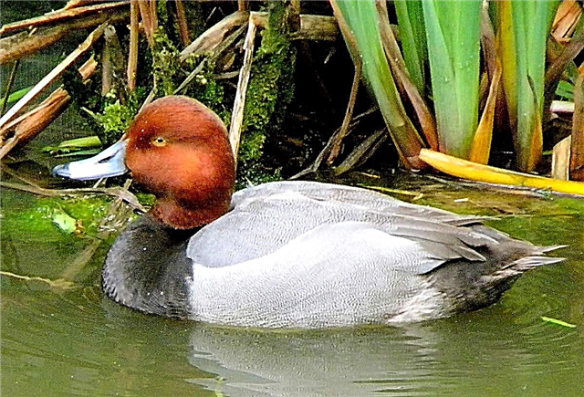 Duck Duck: Lahat ng impormasyon ng ibon, mga larawan
