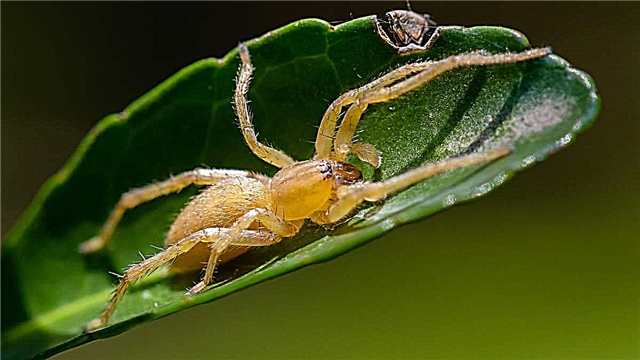 Merimanga e verdhë, përshkrimi dhe fotoja e merimangës