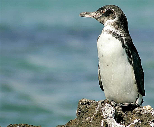 Penguin Galapagos: grianghraf, tuairisc mhionsonraithe ar an éan