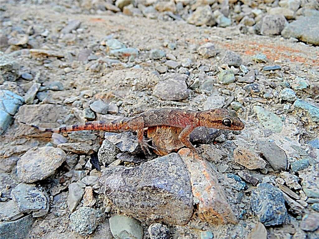 Slétt gecko: þar sem skriðdýrið býr, ljósmynd