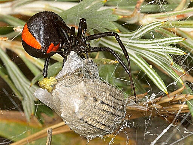Spider redback Spider tabi opo Australia: fọto