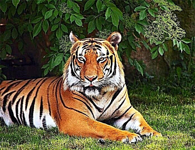 Bengala tigro eskapas de itala migranta cirko