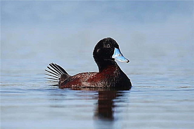 Duck Australian