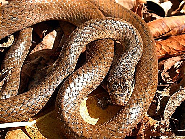 Змија Сентлукијан