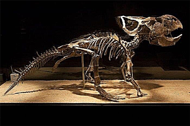 Ғалымдар динозаврлардың қанша уақыт жұмыртқа инкубациялағанын анықтады