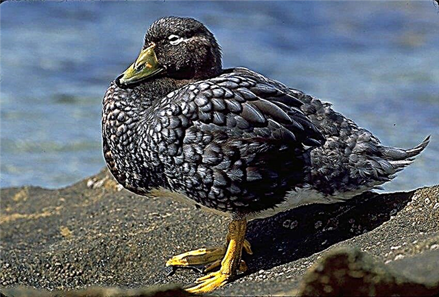 Фолкландска патка