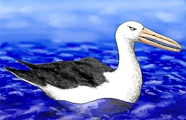 بقایای یک پرنده باستانی می گوید قطب شمال 90 میلیون سال پیش چگونه بوده است