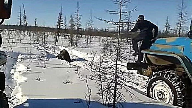 In Yakutia is skofwerkers gevind wat 'n beer met vragmotors verpletter het. N foto. Video.
