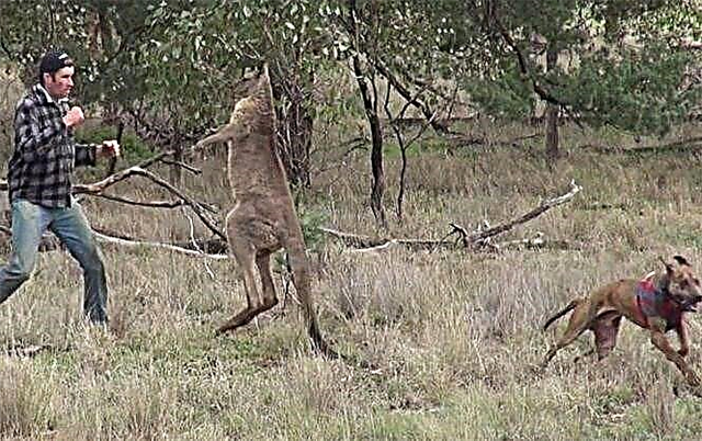 Gizonaren eta kanguruaren arteko borroka: australiarra eta marsupiala. Bideoa.