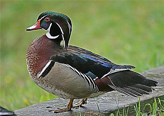 Carolina patka