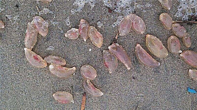 Илјадници мистериозни суштества индексираа на плажите во Калифорнија. Фотографија.