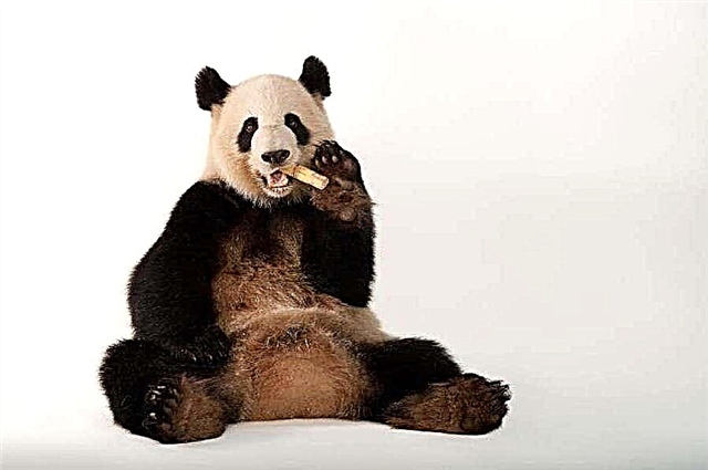 Panda gjigante nuk është më një specie e rrezikuar