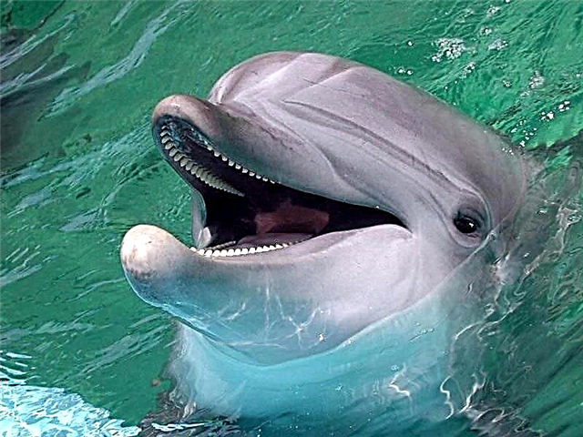 Fakta anu luar biasa ngeunaan lumba-lumba sareng kamampuanana