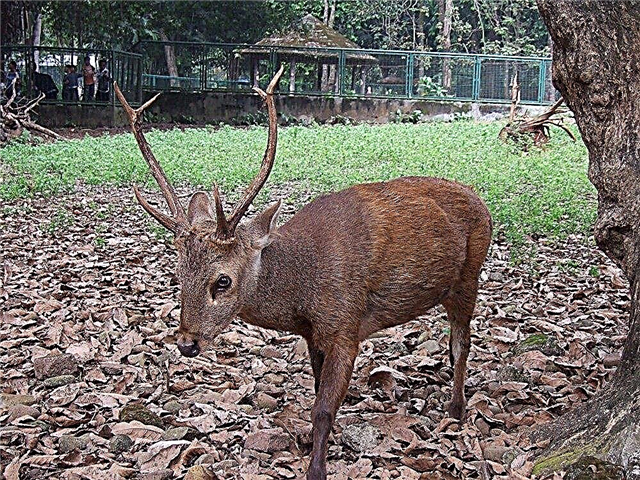 ʻO Deer Kulya