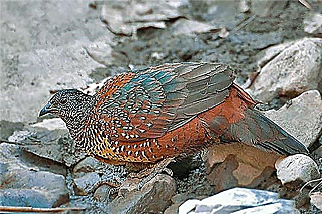 Partridge Himalayan
