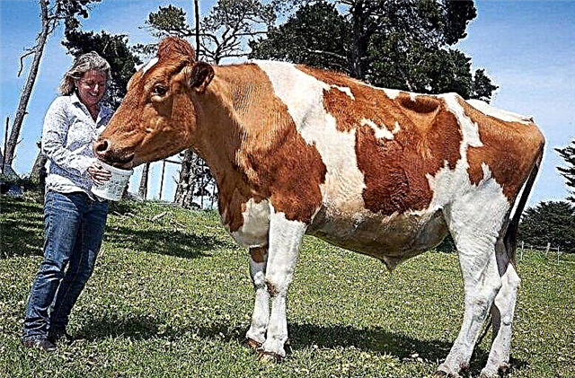 بزرگترین گاو جهان که در استرالیا یافت شد