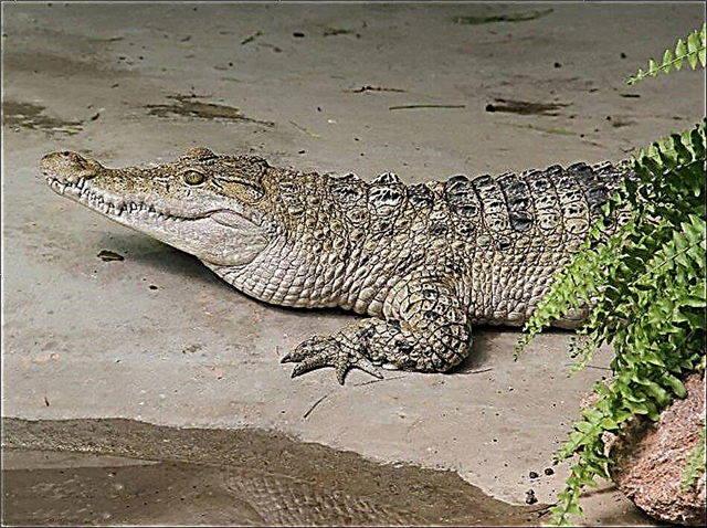 Filipino crocodile