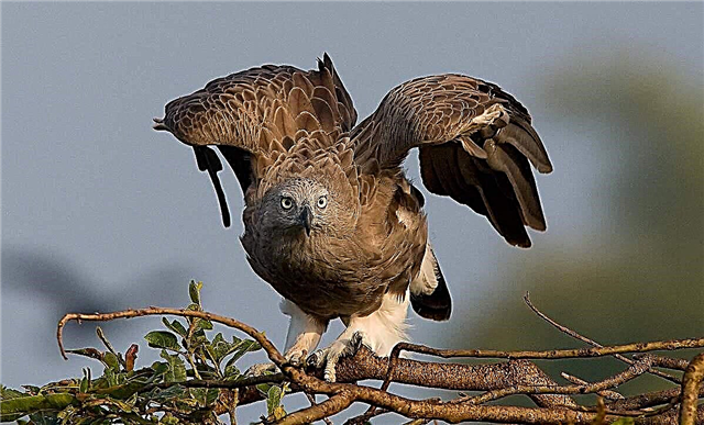 Мал рибен орел: како да се препознае по својот изглед
