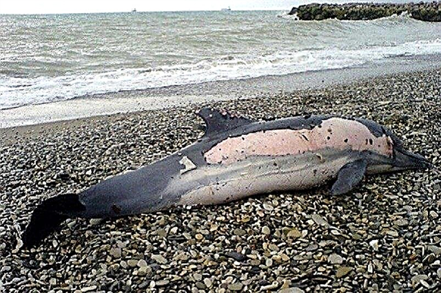 دلفین های مرده یافت شده در سواحل سوچی