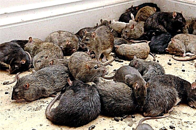 Volgograd diancam dening nyerang tikus