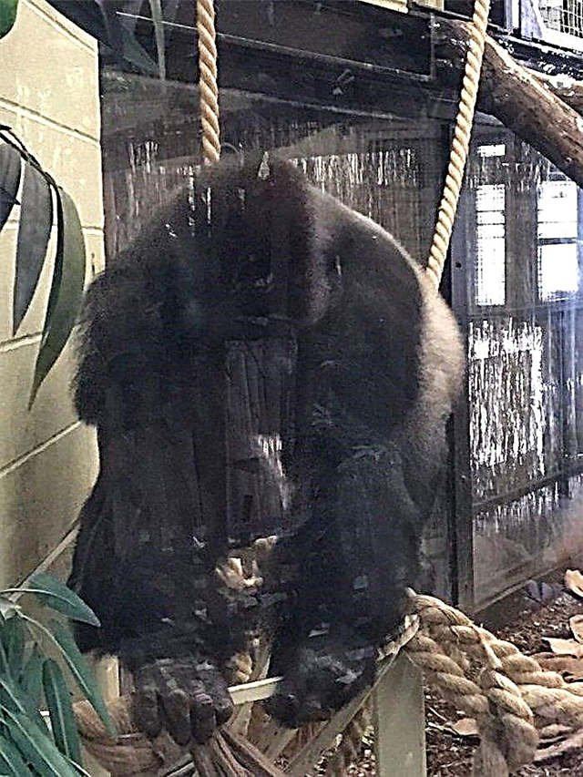 လန်ဒန်တိရစ္ဆာန်ရုံမှ Gorilla သည်မြို့ထဲသို့ကျလာသည်