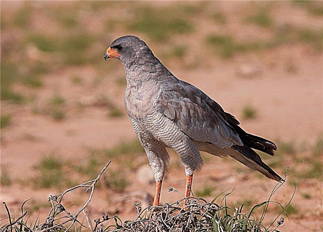 Sparrowhawk tal-ġenb aħmar
