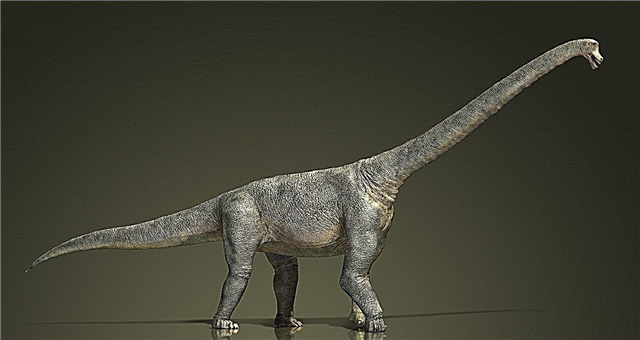 Die grootste dinosourus wat in Mongolië gevind is