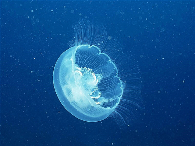 Naabot ng jellyfish ang rehiyon ng Saratov