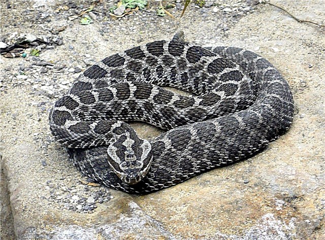 Unha das serpes velenosas tomadas baixo protección
