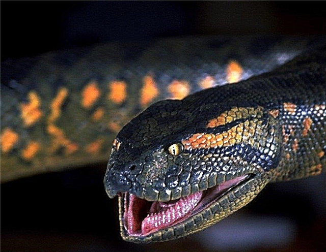 Најголемата змија на светот уловена во Бразил