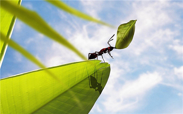 Мравките можат да лекуваат заразни болести