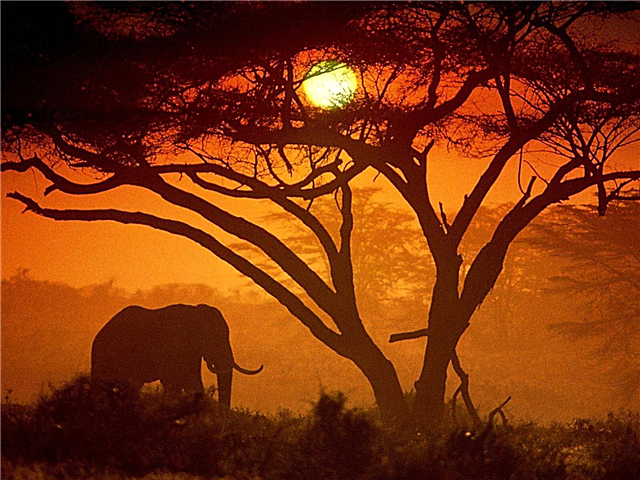 Afrički slonovi izgubili su četvrtinu svoje populacije