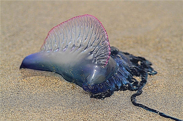 Jellyfish agawe nyerang pantai Inggris